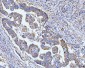 Anti-Grp75 Antibody Picoband™ (monoclonal, 4I9)